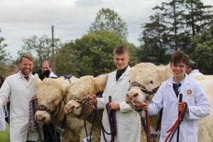 CHarolais-Trio